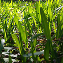 uponthemidnightclear avatar