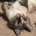 upside-down-cat avatar