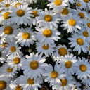 upskirtcommunion avatar