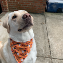 upstateautumn avatar