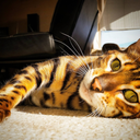 upwardgenius-blog avatar