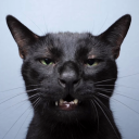 ur-favorite-creature avatar