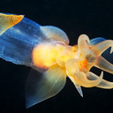 uranianmantid avatar