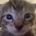 uranium-0tter avatar