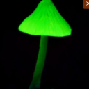 uranium-mushroom avatar