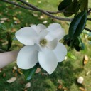 urban-meadow-cryptid avatar