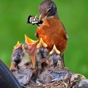 urfavwouldfeedspamtontobirds avatar