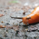 ursa-arctos-arctos avatar