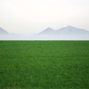 usedtoeatroses avatar