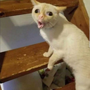 uselessfrench avatar