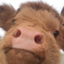 usernamealreadytakendude avatar