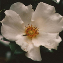usinazen avatar
