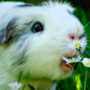 usingmyfeetformyhumanmachine avatar