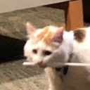 usuallyflustered avatar