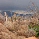 utahtumbleweed avatar