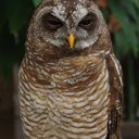 utsuro-bune-0 avatar