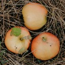 utter-desperation avatar