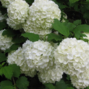 v1rtualgard3n avatar