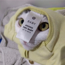 vagina-dentatas avatar