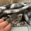 vain-and-venomous avatar