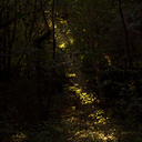 val1antpungentreindeerking avatar