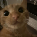 valeisarealerslut avatar