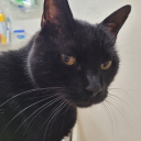 valiant-shadow avatar