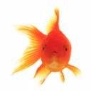 validgoldfishnames avatar