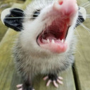 vampirepossum avatar