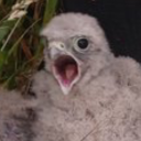 vampyremagpie avatar