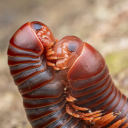 vangoghcowboy avatar