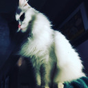 vangosh00-blog avatar