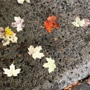 vanilla-beany avatar