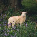 vanilla-expresso avatar