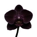 vanillarosekiss avatar