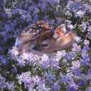 vanillastickss avatar