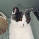 vanishintoyou avatar