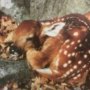 vanityofvenus avatar