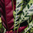 variegated-calathea avatar