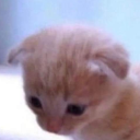 variousnightwoods avatar