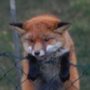 variousvossivixens avatar