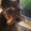 vasolinebajebus avatar