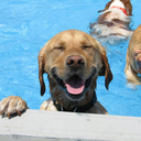 vastcomplicatedandrediculous avatar