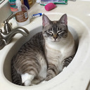 vegan-vulture avatar