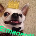 vegannoodledoodle avatar