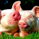 vegetable-party avatar