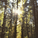 veinsandwanderlust avatar