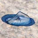 velella-sailor avatar