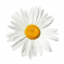 velfides-blog avatar