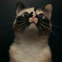 veliko--mozda avatar